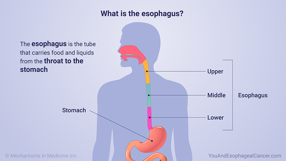 What is the esophagus?